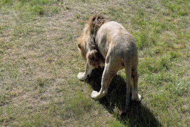 Büyük kahverengi bir aslan güneşli bir yaz gününde çimlerin üzerinde yürür. Üst arka manzara. Çayır hayvanı.