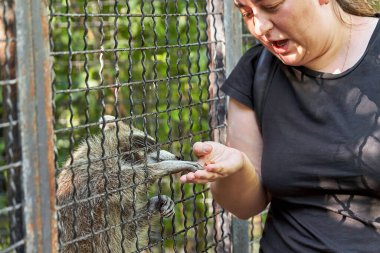 Bir rakun, bir kadını avucunun içinde yerken patisini hayvanat bahçesinde bir kafese sıkıştırdı.