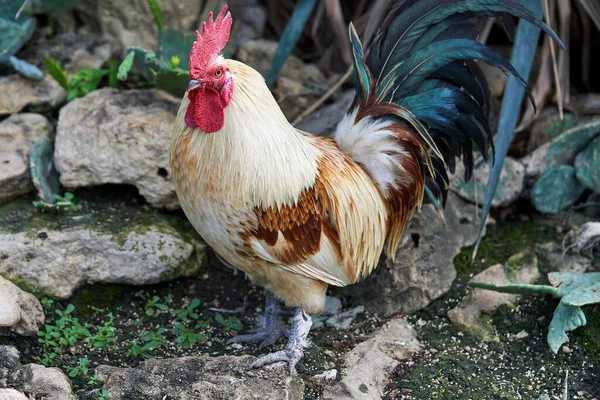 Rooster Red Comb Colored Tail Background Stones Grass Close Portrait — Stock Photo, Image