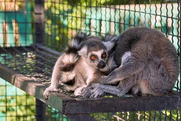 Two cute lemurs are hugging each other in a cage. Keeping animals in the zoo