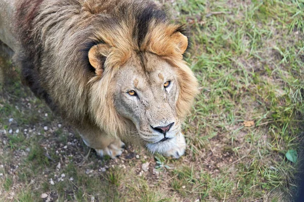 Portrait Lion Regardant Dans Caméra Gros Plan Fond Herbe Verte — Photo