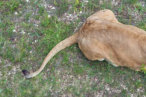 ライオンの破片が地面に横たわっていた 後ろ脚と尾は緑の草の背景に閉じます — ストック写真