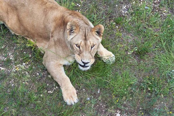 芝生の上に寝そべってカメラを見上げるライオンの破片 クローズアップ肖像画 捕食者の斜めの位置 — ストック写真