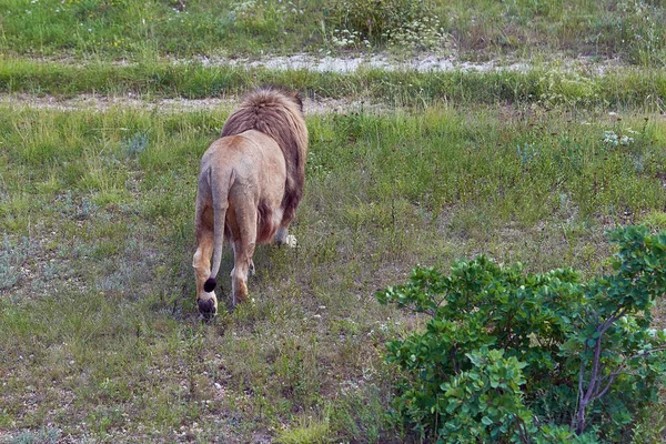 ライオンは保護区の領域を歩きます 大きな茶色の猫が草の上のカメラから離れて歩く — ストック写真