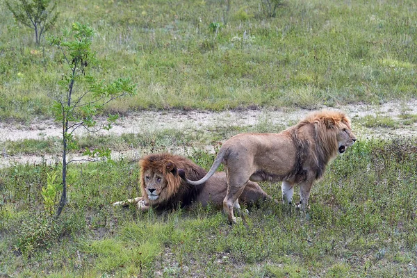 Zwei Löwen Auf Der Prärie Einer Liegt Der Andere Steht — Stockfoto