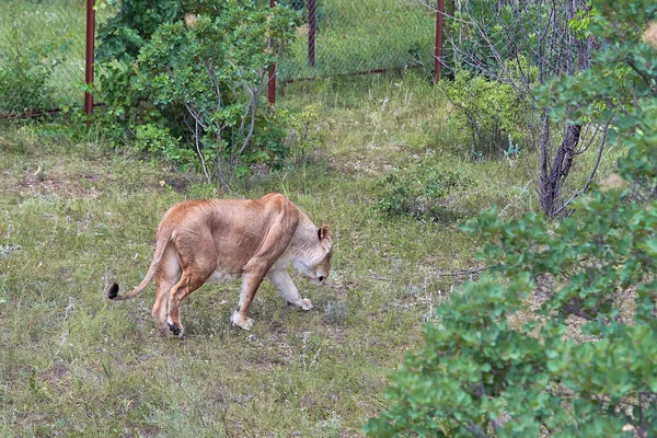 雌ライオンは保護区の領域を歩きます 大きな茶色の猫が草の上のカメラから離れて歩く — ストック写真