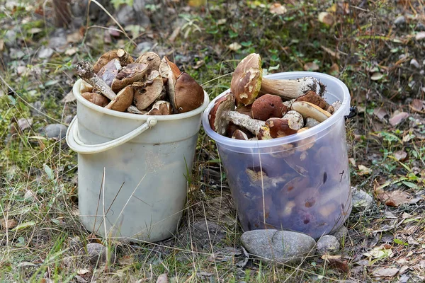 Muitos Cogumelos Coletados Floresta Jazem Baldes Plástico — Fotografia de Stock
