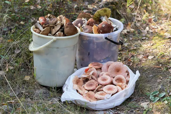 Viele Wald Gesammelte Pilze Liegen Plastikeimern — Stockfoto
