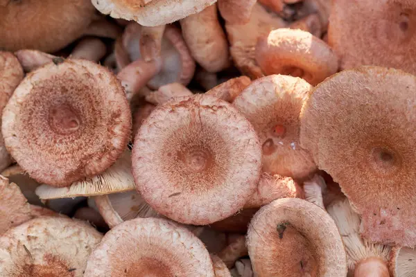 Edible Forest Mushrooms Close Background Texture Mushrooms — Stock Photo, Image