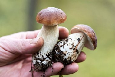 Bulanık bir ormanın arka planında, uzanmış bir mantar toplayıcısının içinde iki mantar mantarı.