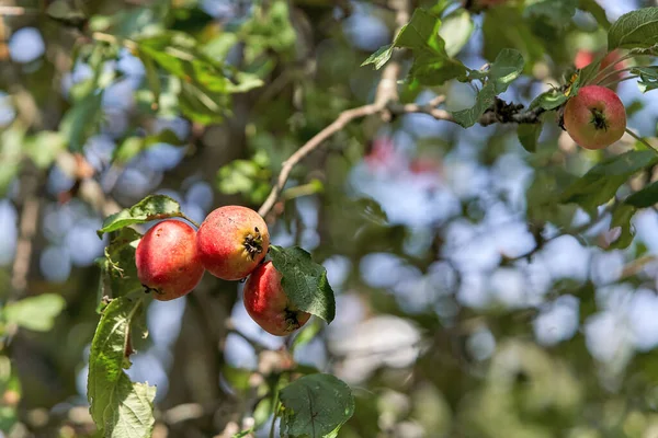 Pommes Rouges Sur Une Branche Arbre Par Une Journée Ensoleillée — Photo