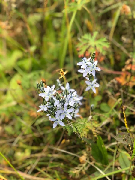 Belles Fleurs Forêt Automne — Photo