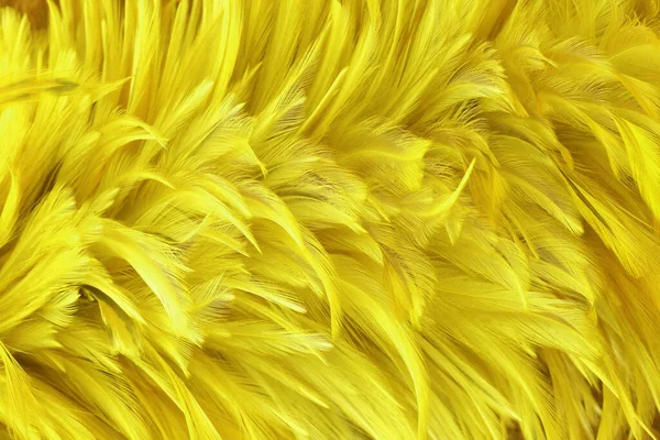 Piękny Złoty Żółty Ptaków Pióra Wzór Tekstury Tło — Zdjęcie stockowe