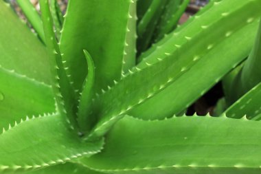 Bahçede yetişen aloe vera bitkisinin üst görüntüsünü kapatın..