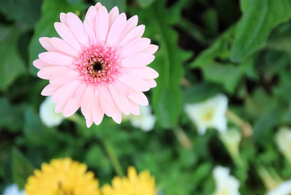 Beautiful Pink Gerbera Daisy Flower Blooming Garden Blurred Background — Stock Photo, Image