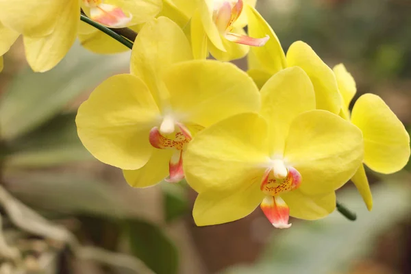 Primo Piano Dei Fiori Gialli Del Orchid Phalaenopsis Sta Fiorendo — Foto Stock