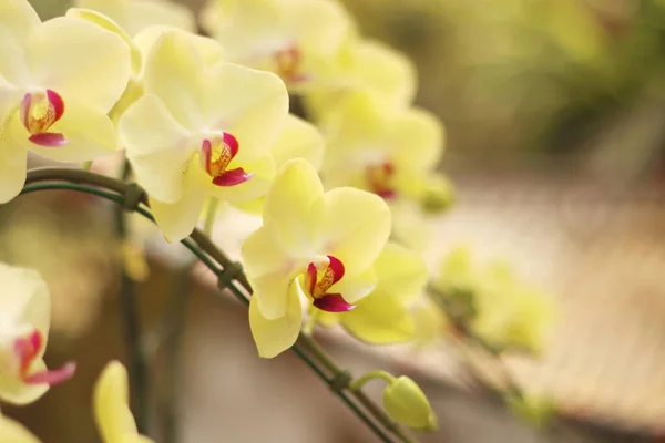 Primo Piano Bouquet Orchidee Con Sfondo Naturale Bel Fiore Orchidea — Foto Stock