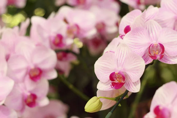 Primo Piano Dei Fiori Rosa Del Orchid Phalaenopsis Sta Fiorendo — Foto Stock