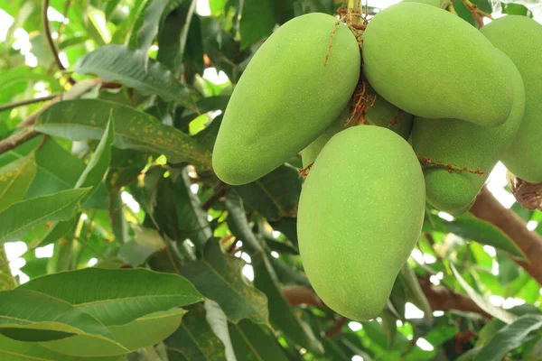 Close Fresh Green Mangoes Tree Garden — Stock Photo, Image