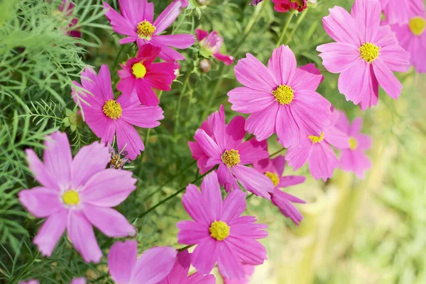 Hermosa Flor Del Cosmos Floreciendo Jardín Con Fondo Borroso — Foto de Stock