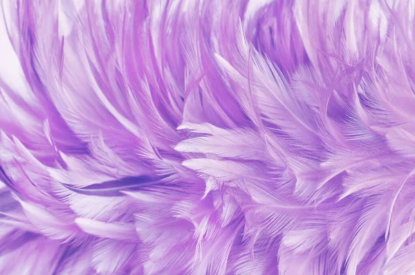 Beautiful Light Purple Bird Feathers Pattern Texture Background — Stock Photo, Image