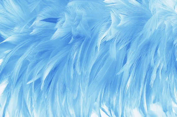 Piękne Jasnoniebieskie Ptasie Pióra Wzór Tekstury Tło — Zdjęcie stockowe