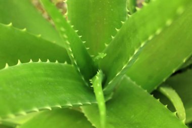 Bahçede yetişen aloe vera bitkisinin üst görüntüsünü kapatın..