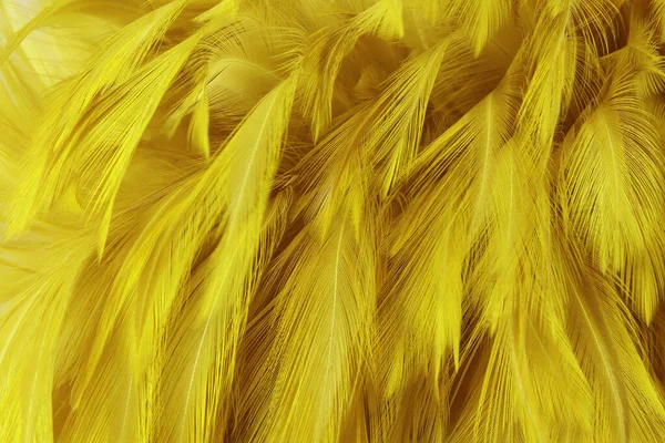 美丽的金黄色鸟羽毛图案纹理背景 — 图库照片