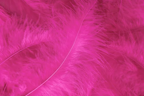 아름다운 분홍빛 깃털의 — 스톡 사진