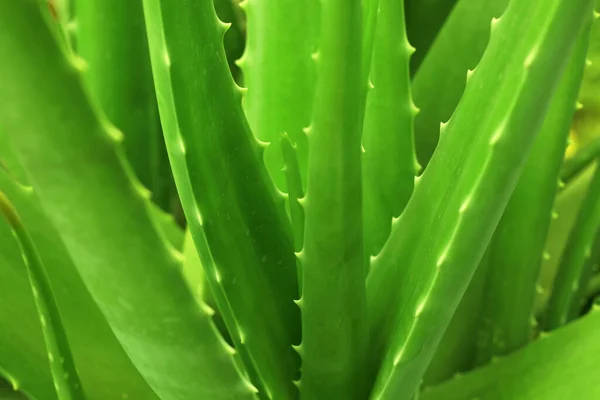 Zbliżenie Roślin Aloesu Rośnie Ogrodzie — Zdjęcie stockowe
