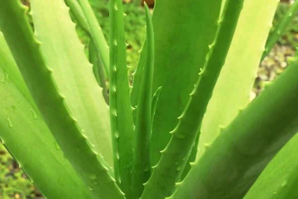 Großaufnahme Einer Aloe Vera Pflanze Die Garten Wächst — Stockfoto