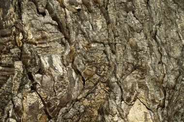Ormandaki ağaç gövdesini kapatın. Eskimiş ve çatlamış koyu kahverengi ağaç kabuğu..