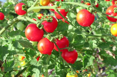 Sebze bahçesinde yetişen taze kırmızı olgun domateslere yakın durun..