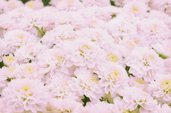 Beautiful dandelion background, light pink flowers is blooming in the garden.