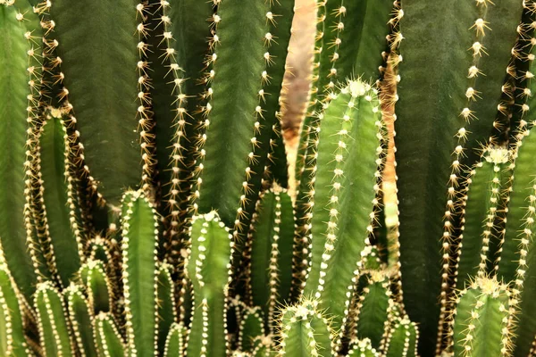 Kolekcja Kaktusów Lub Soczystych Roślin Zielonych Abstrakcyjny Naturalny Wzór Tła — Zdjęcie stockowe