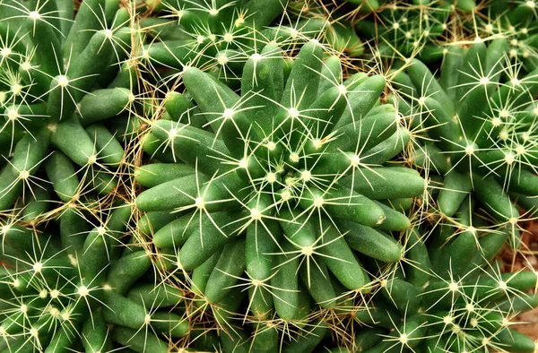 Zbliżenie Okrągłego Kaktusa Lub Soczystej Zielonej Rośliny Abstrakcyjny Naturalny Wzór — Zdjęcie stockowe
