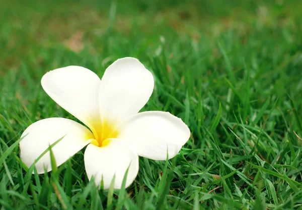 Close White Yellow Plumeria Flower Frangipani Green Grass Background Royalty Free Stock Images