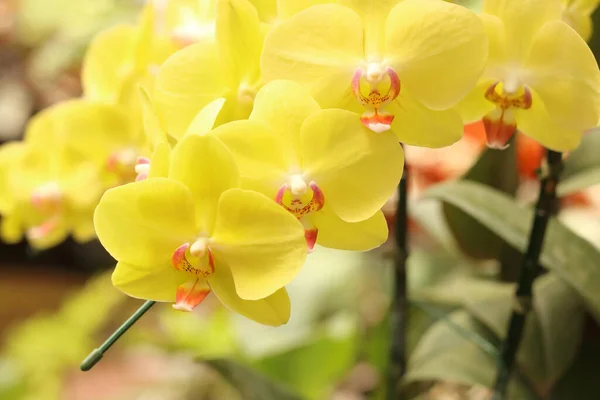 Primo Piano Dei Fiori Gialli Del Orchid Phalaenopsis Sta Fiorendo — Foto Stock