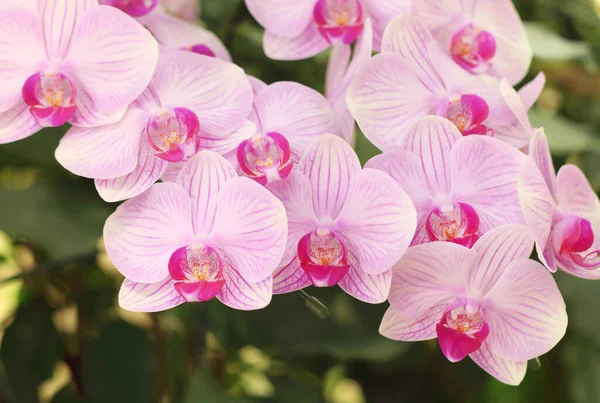 Primo Piano Dei Fiori Bianchi Viola Del Orchid Phalaenopsis Sta — Foto Stock
