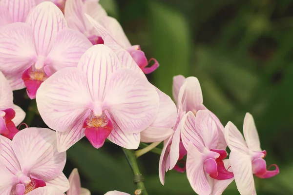 Primo Piano Dei Fiori Rosa Del Orchid Phalaenopsis Sta Fiorendo — Foto Stock