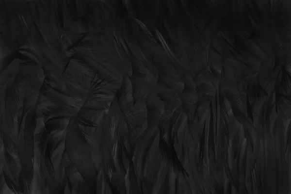 模糊美丽的黑色灰鸟羽毛图案背景和设计艺术作品 — 图库照片
