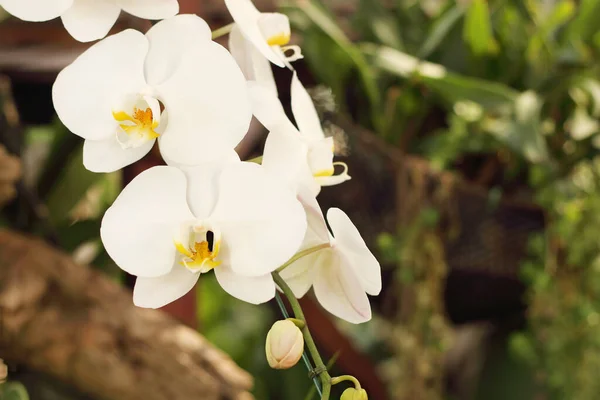 Primo Piano Dei Fiori Bianchi Del Orchid Phalaenopsis Sta Fiorendo — Foto Stock