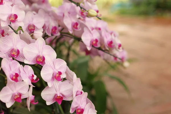 Primo Piano Dei Fiori Rosa Del Orchid Phalaenopsis Sta Fiorendo — Foto Stock