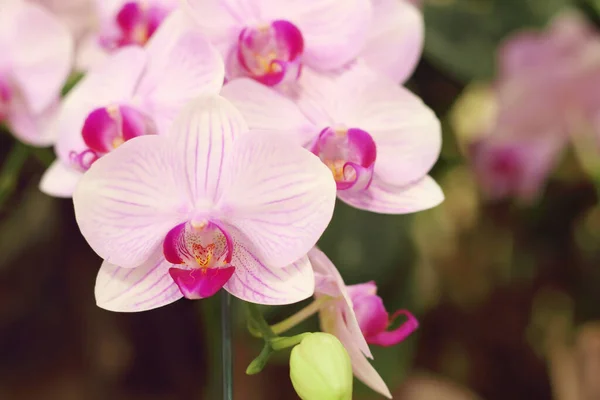 Primo Piano Dei Fiori Bianchi Viola Del Orchid Phalaenopsis Sta — Foto Stock