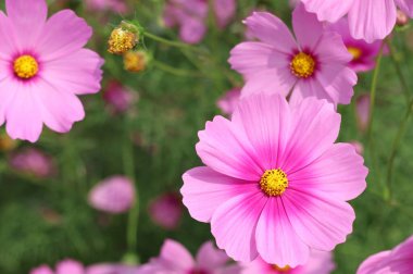 Bahçede açan güzel pembe kozmos çiçekleri bulanık arka planda.