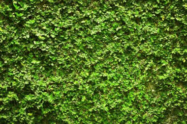 Sarmaşık yeşil yaprakları duvarı kapladı. Tasarım sanatı için doğal ağaç çitlerinin arkaplanı.