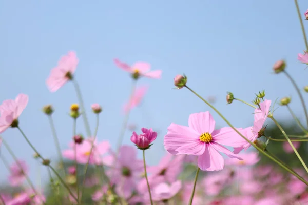 Beautiful Pink Cosmos Flower Blooming Garden Blurred Background — Stock Photo, Image