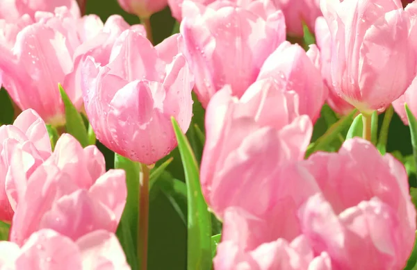 Schöne Rosa Tulpenblüte Mit Grünem Blatt Tulpenfeld — Stockfoto