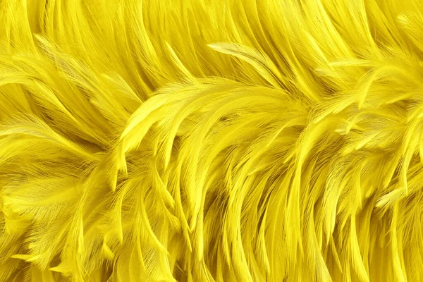 Piękny Złoty Żółty Ptaków Pióra Wzór Tekstury Tło — Zdjęcie stockowe
