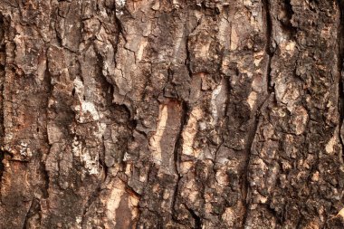 Ormandaki ağaç gövdesini kapatın. Eskimiş ve çatlamış koyu kahverengi ağaç kabuğu..